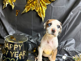 Great Dane dogs Hermione - Ad 40