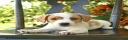 Jack Russell Terrier dogs for sale: Poppy  - Ad 3