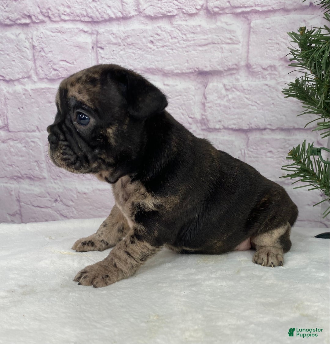 French Bulldog dogs for sale: Mickey  - Ad 4