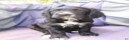 Mixed Breed dogs for sale: Robin - Ad 3