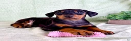 Doberman Pinscher dogs for sale: AKC Osiris - Ad 4