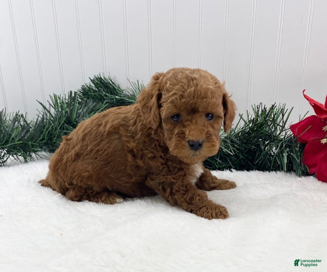 Toy Poodle dogs for sale: Jingle - Ad 2