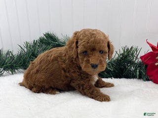 Toy Poodle dogs Jingle - Ad 34