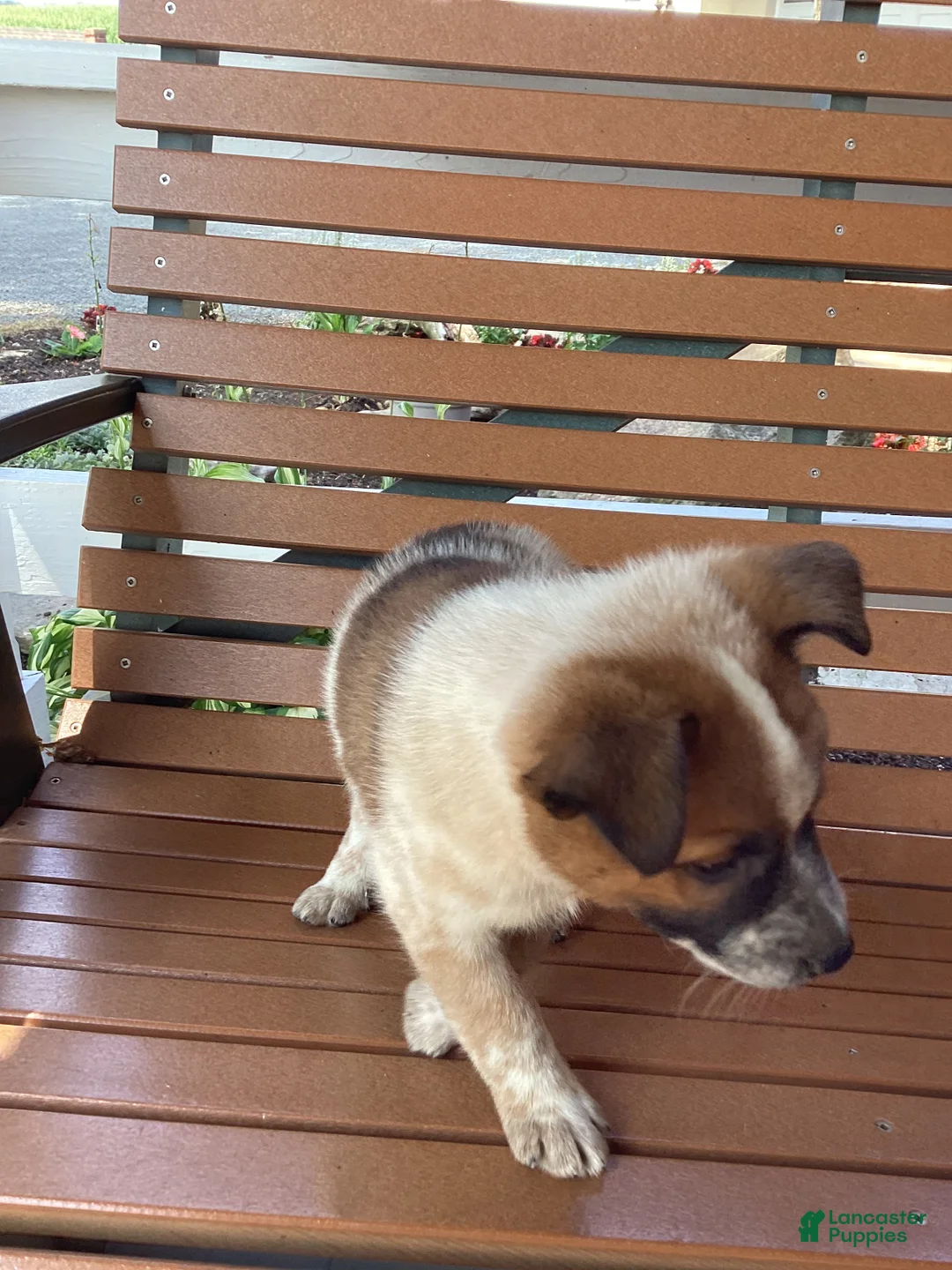 Mixed Breed dogs for sale: Bravo - Ad 4