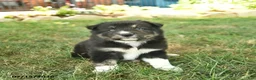 Border Collie dogs for sale: Hugo  - Ad 3