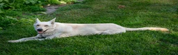 German Shepherd dogs for sale: Veronica - Ad 4