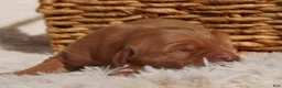 Golden Retriever dogs for sale: Daisy -AKC, Genetically Clear - Ad 38