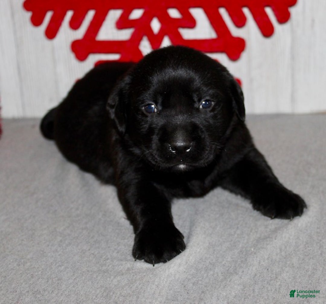 Labrador Retriever dogs for sale: Cookie - Ad 3