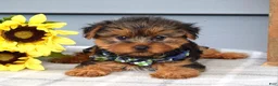 Yorkshire Terrier dogs for sale: Archie - Ad 3