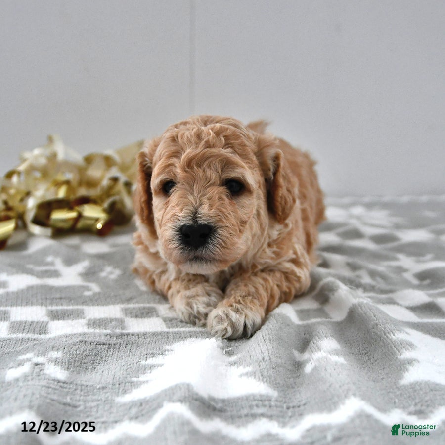 Mini Goldendoodle dogs Prince   - Ad 36
