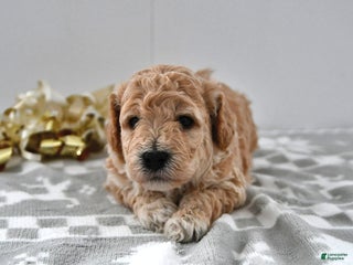 Mini Goldendoodle dogs Prince - Ad 36