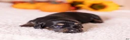 Miniature Dachshund dogs for sale: Cassi - Ad 5