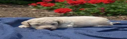Bichpoo dogs for sale: Putter - Ad 4