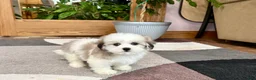 Mixed Breed dogs for sale: Lhasa/Maltese female 2 - Ad 1