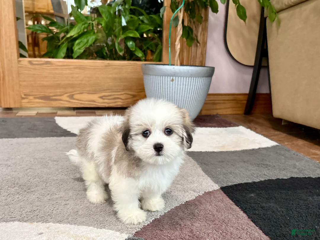 Mixed Breed dogs for sale: Lhasa/Maltese female 2 - Ad 1