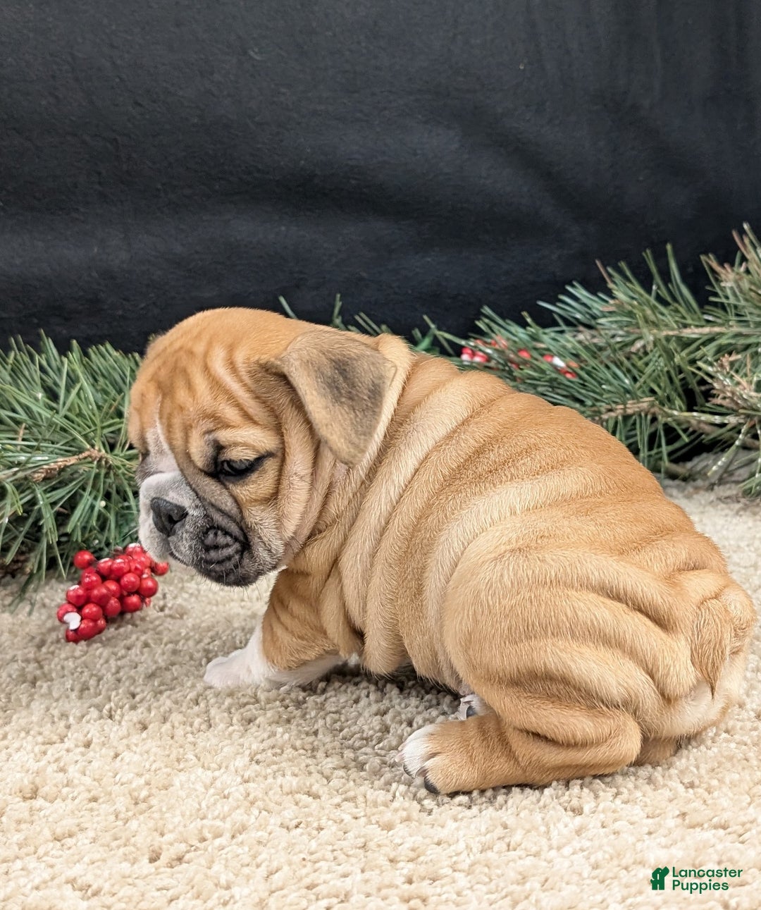 English Bulldog dogs for sale: Joy  - Ad 3