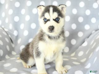 Siberian Husky dogs Rufus - Ad 2