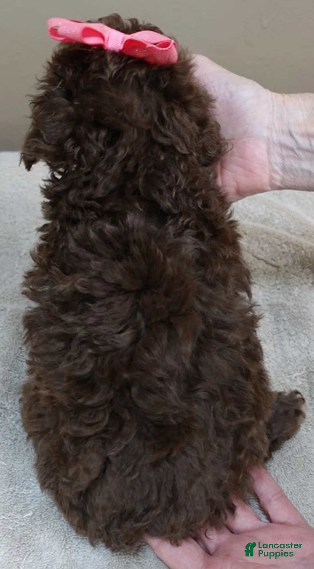 Toy Poodle dogs for sale: solid chocolate female poodle 2 lbs 6 ozs - Ad 12