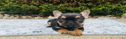 French Bulldog dogs for sale: Lucy  - Ad 7