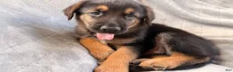Golden Shepherd dogs for sale: Golden Shepherd Black Collar Male  - Ad 2