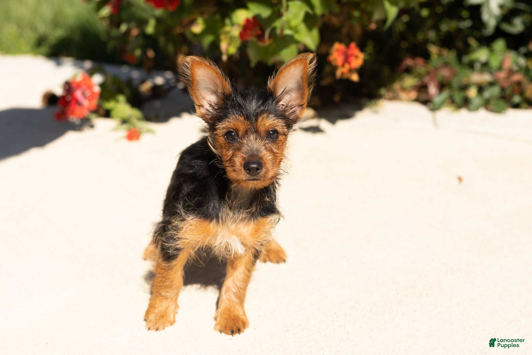 Yorkshire Terrier dogs Stacey  - Ad 31