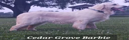 Golden Retriever dogs for sale: Folton  - Ad 6