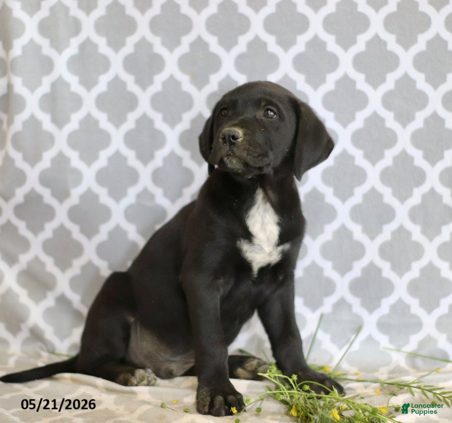 Mixed Breed dogs Rufus - Ad 2