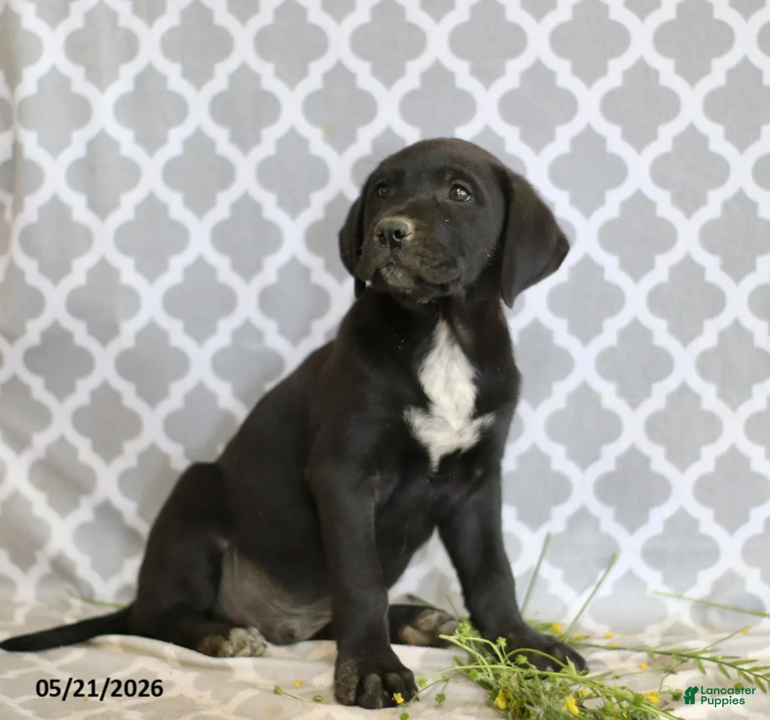 Mixed Breed dogs for sale: Rufus - Ad 2