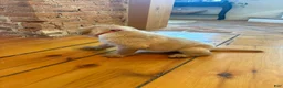 Labrador Retriever dogs for sale: Honey - Ad 3