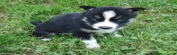 Siberian Husky dogs for sale: Sonya's male 4 - Ad 9