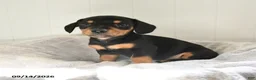 Mixed Breed dogs for sale: Champ  - Ad 2