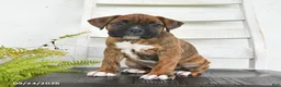 Boxer dogs for sale: Blaze - Ad 3