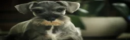 Miniature Schnauzer dogs for sale: Quest Miniature Schnauzer  - Ad 15