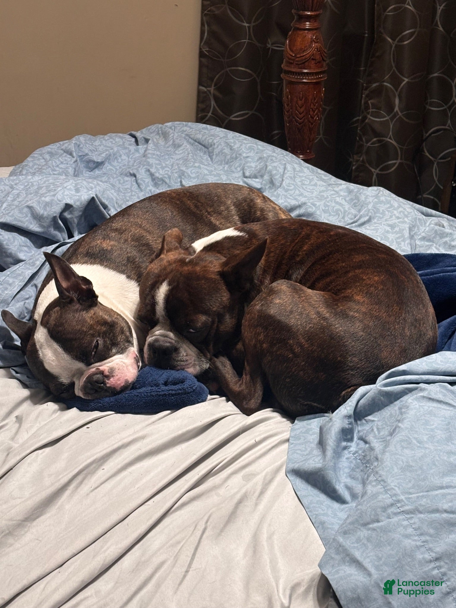 Boston Terrier dogs Boston Terrier 8 - Ad 2