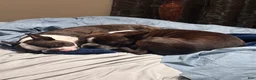 Boston Terrier dogs for sale: Boston Terrier 6 - Ad 2