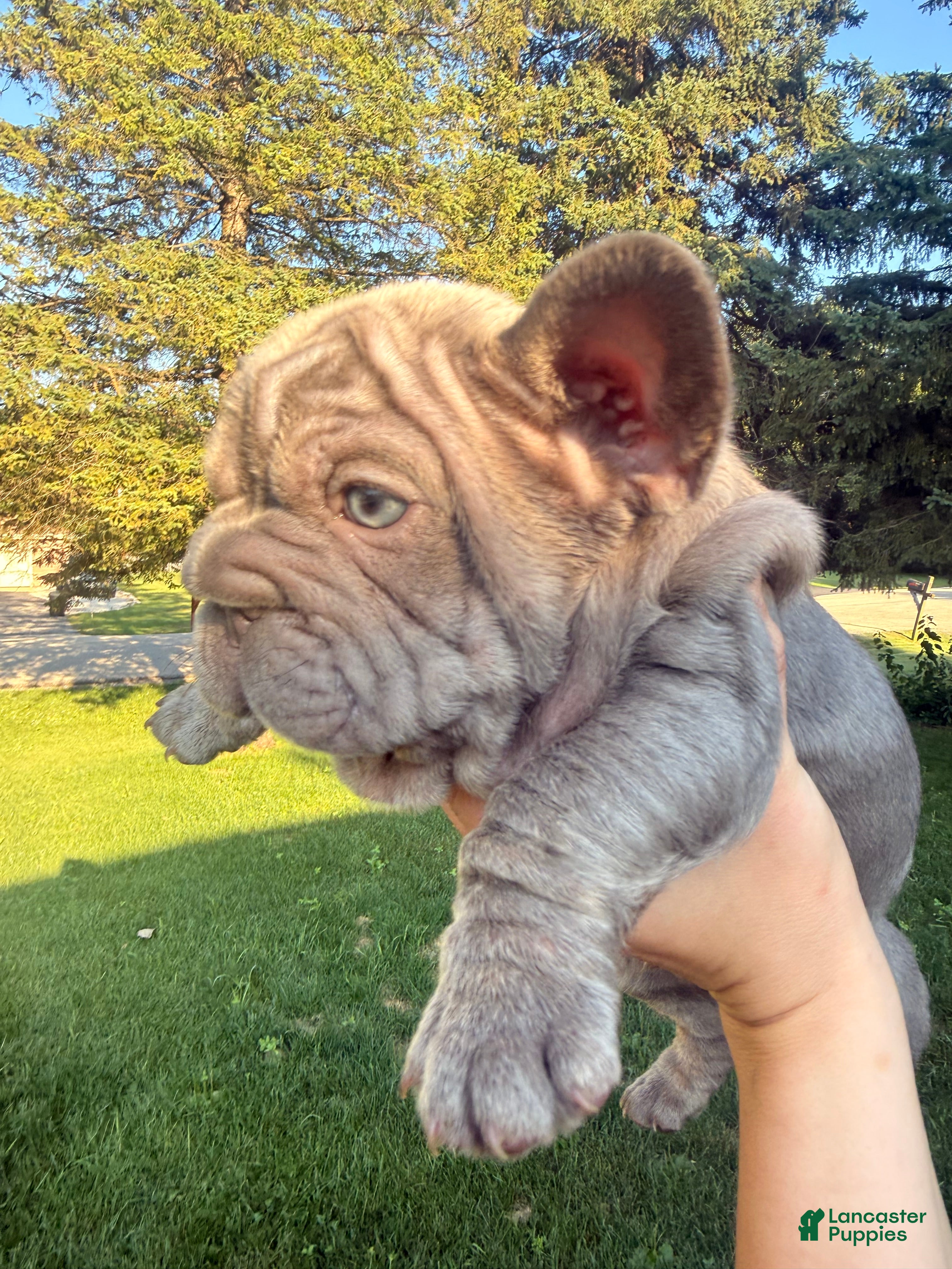 French Bulldog dogs Blue - Ad 38