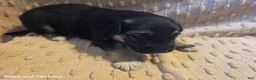German Shepherd dogs for sale: German Shepherd 2 - Ad 3