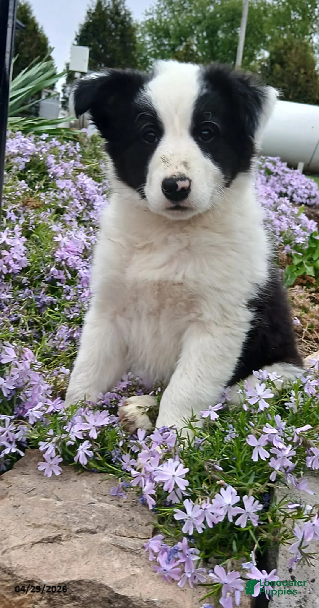 Border Collie dogs for sale: Ranson - Ad 1