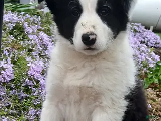 Border Collie dogs Ranson - Ad 5