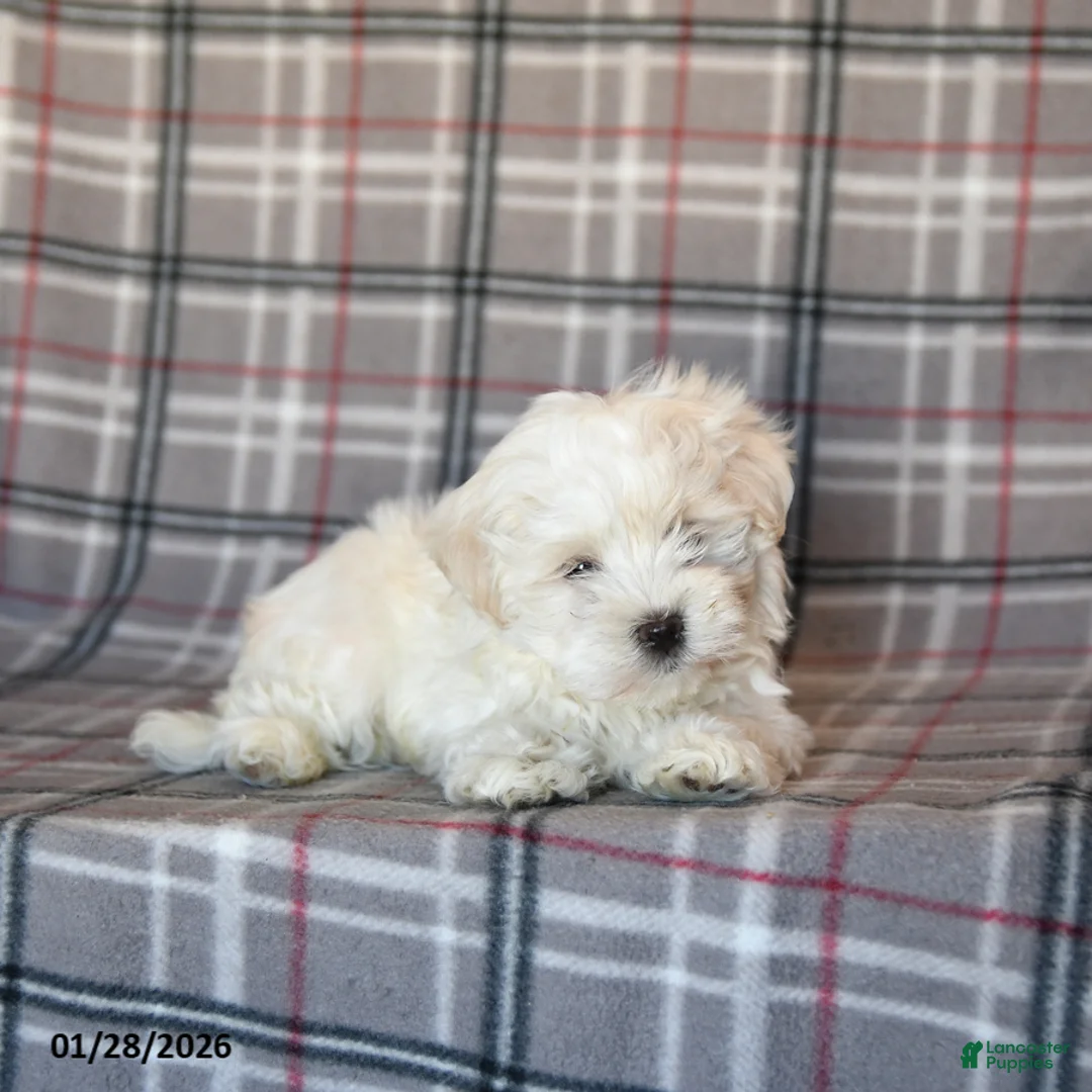 Maltese dogs for sale: Riley - Ad 3