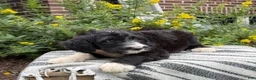 Mixed Breed dogs for sale: Guiness - Ad 6