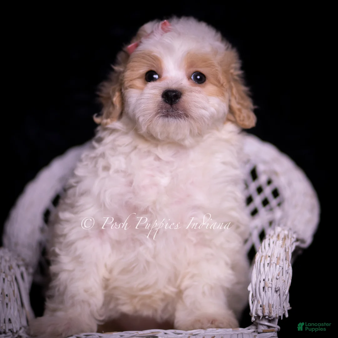 Maltipoo dogs for sale: Cammie - Ad 5