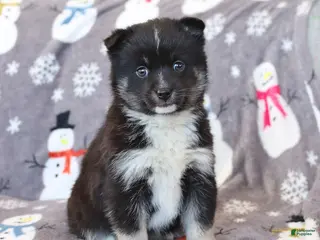 Pomsky dogs Ivy - Ad 3