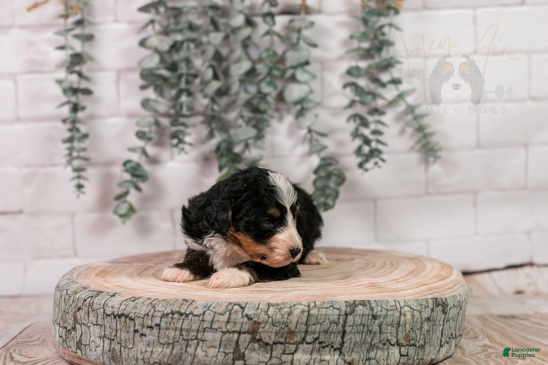 Bernedoodle dogs for sale: HalfPipe - Ad 5