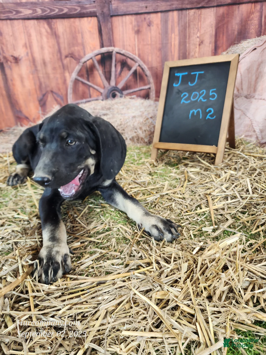 Catahoula Leopard Dog dogs for sale: JJ 2025 Male 2 - Ad 11