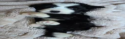 Mini Bernedoodle dogs for sale: Mini Wade - Ad 14