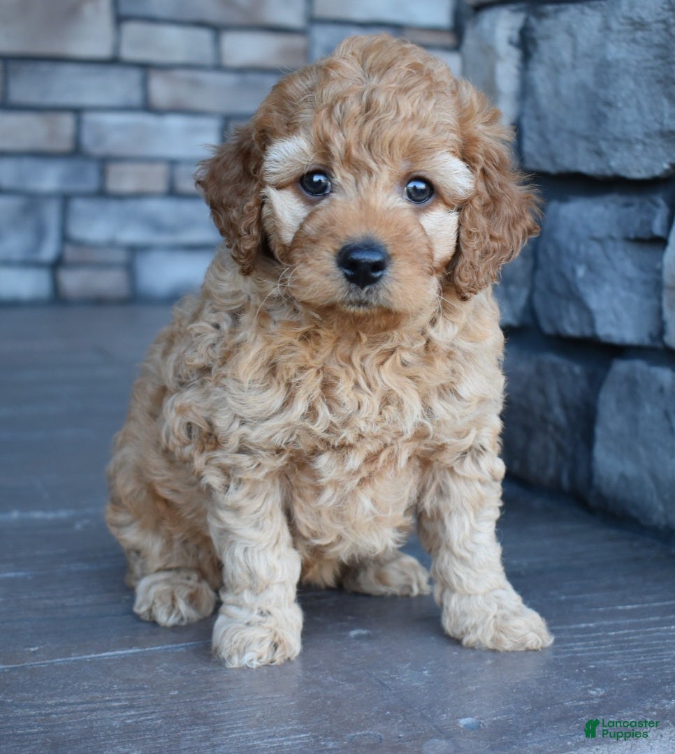 Mini Goldendoodle dogs Willow - Ad 1