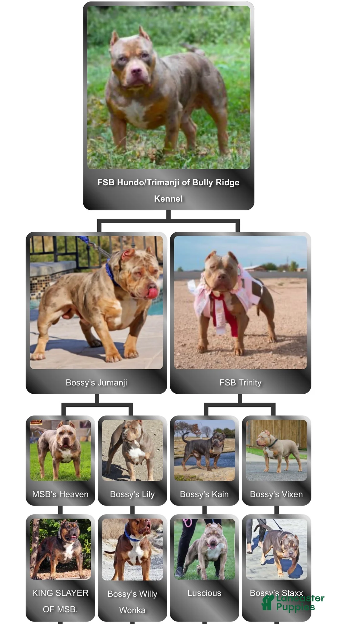 American Bully dogs for sale: American Bully Puppy 1 - Ad 5