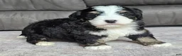 Mini Bernedoodle dogs for sale: Mini Poppy - Ad 8