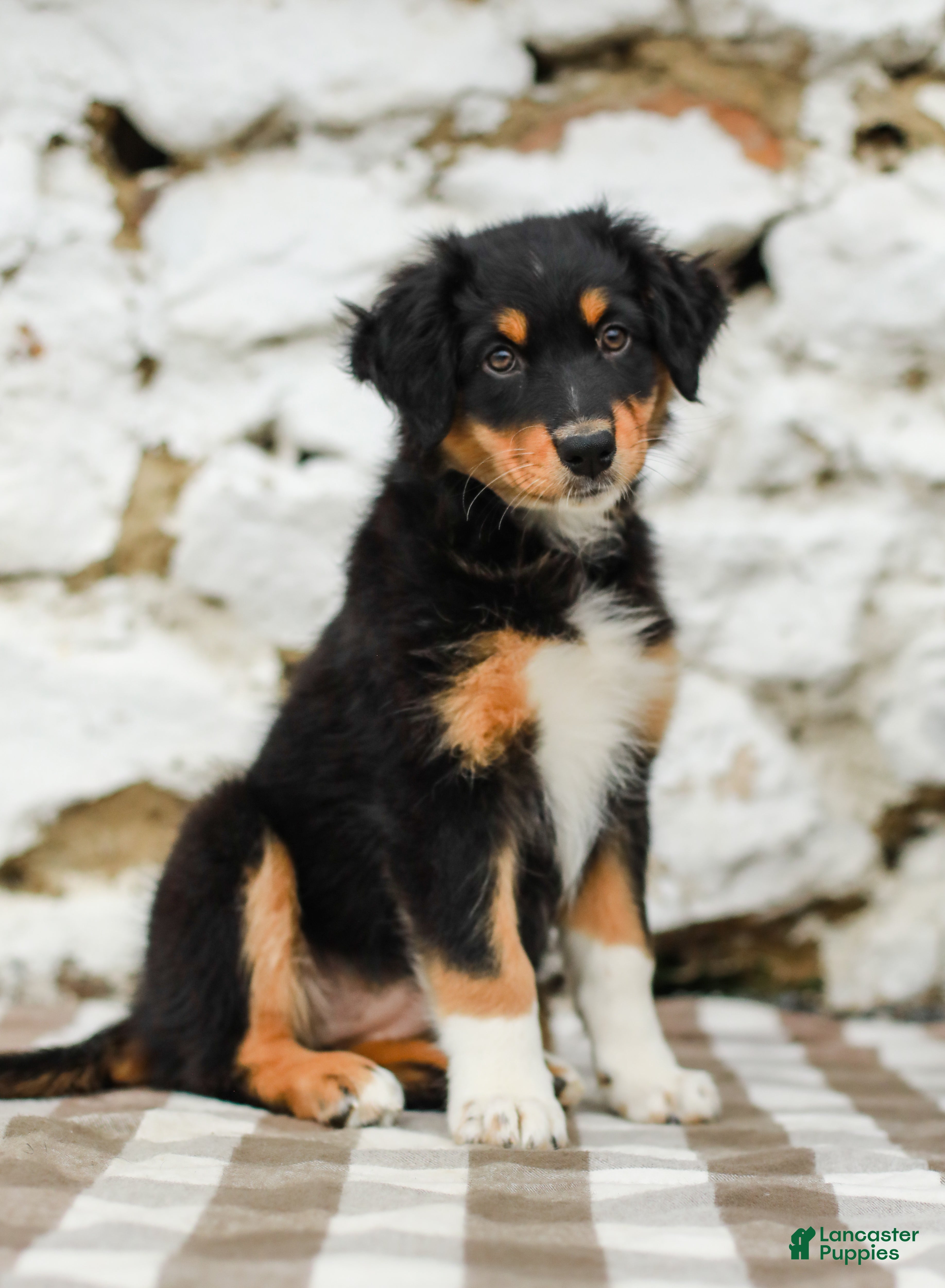 Australian Shepherd dogs Tessa - Ad 1